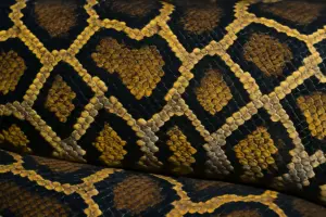 Il serpente più colorato al mondo: specie e caratteristiche